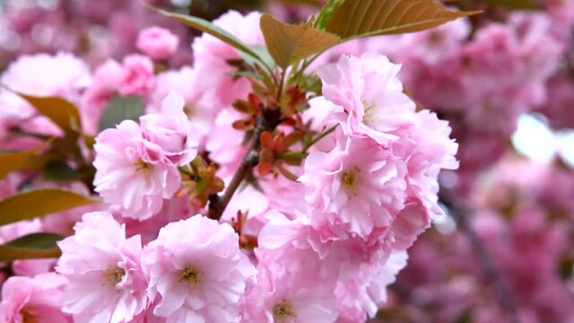 Sakura. Beautiful Pink Flowers