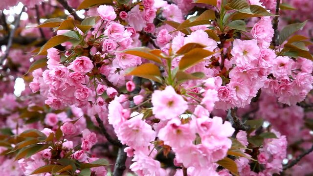 Sakura. Beautiful Pink Flowers