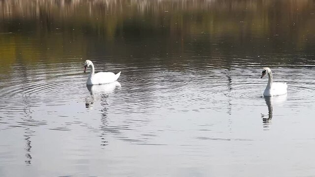 White swans swim on a city lake