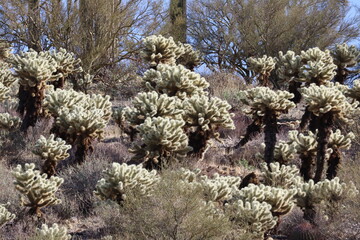 Cholla cactus