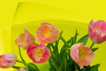 Bouquet of bright multi-colored spring tulips on a white background.