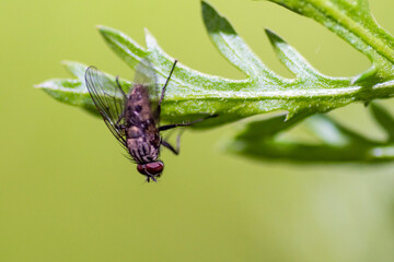 fly