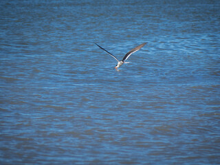 Royal tern fishing