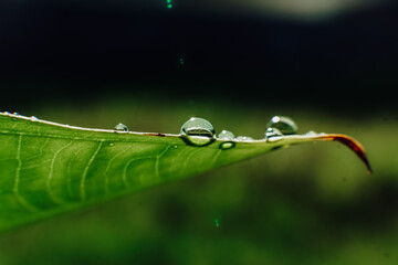 clear dewdrops on the taro leaves. Scientific name Colocasia esculenta. macro