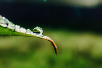 clear dewdrops on the taro leaves. Scientific name Colocasia esculenta. macro