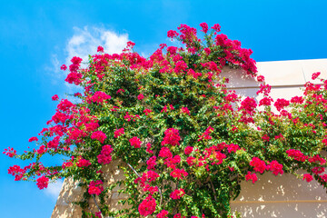 Obraz premium Blooming bougainvillea