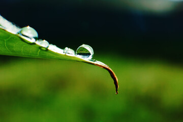 clear dewdrops on the taro leaves. Scientific name Colocasia esculenta. macro