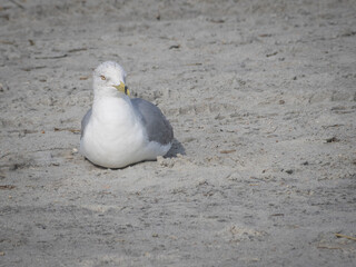 Ring-billed Gull on beach