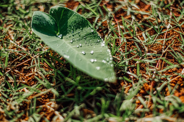 taro leaves with dewdrops on it. Scientific name Colocasia esculenta