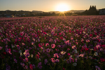 朝日をバックにコスモスのお花畑