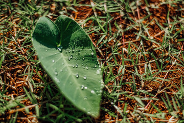 taro leaves with dewdrops on it. Scientific name Colocasia esculenta