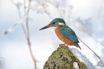 Eisvogel (Alcedo atthis)