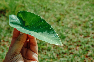 taro leaves with dewdrops on it are being held. Scientific name Colocasia esculenta