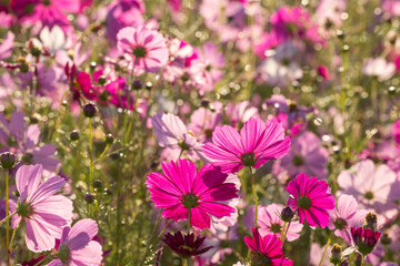 Fototapeta premium 水滴のキラキラをバックに花畑の中の濃いピンクのコスモスの花の後姿