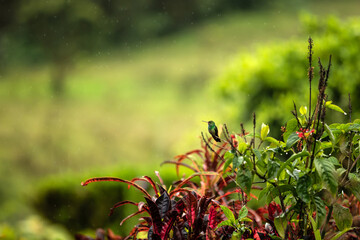 Green hummingbird sitting in a tropical garden after rain. Copy space.
