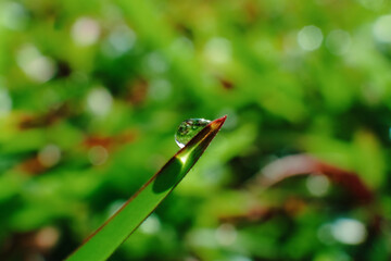 dew drops at the end of the grass. macro