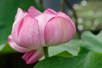 雨に濡れる蓮の花
