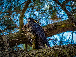 Yellow-tailed black cockatoo