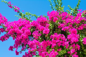 Gordijnen Roze Bloeiende bougainville  © Myroslava