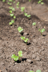 畑のダイコンの芽