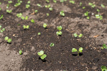 畑のダイコンの芽