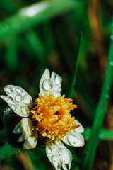 small yellow flower with white petals and dewdrop macro photographed
