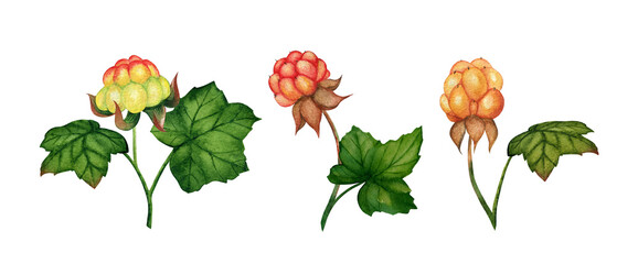 Sprigs of cloudberries with leaves watercolor painting