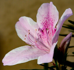 pink magnolia flower