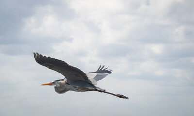 Great blue heron bird in flight