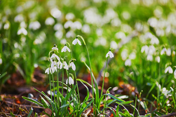 Many beauitul white snowdrops