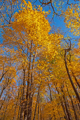 Fototapeta premium Dramatic Yellows Reaching High Into the Sky