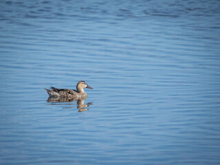 Blue-winged Teal duck in water