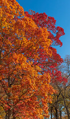 Dramatic Colors in the Fall Forest