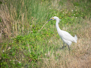 Fototapeta premium Snowy egret fishing near water