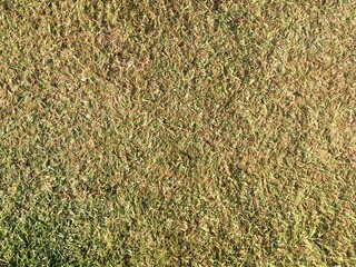green grass background