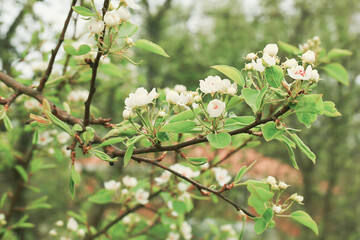 Natural spring background. Blooming branches of fruit trees in the garden