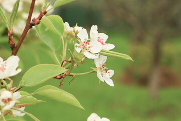 Natural spring background. Blooming branches of fruit trees in the garden
