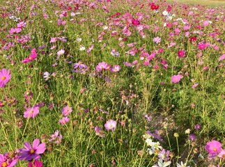 field of pink flowers
