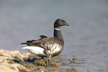 Brant goose (Branta bernicla orientalis) in Japan
