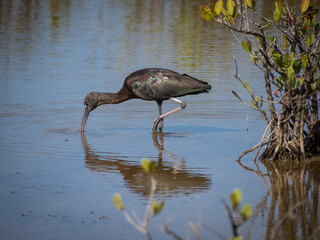 Beautiful Glossy ibis in water