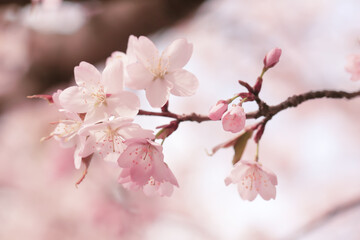 Soft spring background, blur. Blossoming branches of cherry sakura. Copy space.