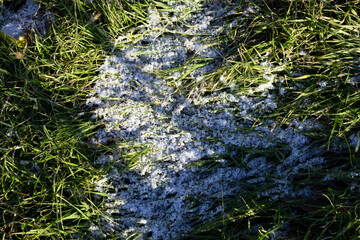 greenery on the ground, lightly covered with snow