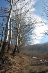 large birches 2