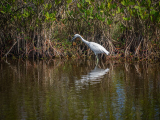Juvenile Little blue heron in water