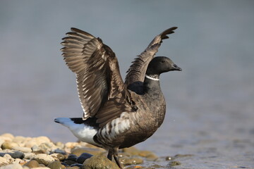 Brant goose (Branta bernicla orientalis) in Japan