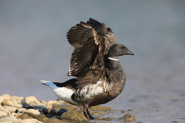 Brant goose (Branta bernicla orientalis) in Japan