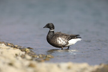 Brant goose (Branta bernicla orientalis) in Japan