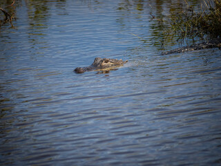 American alligator in water