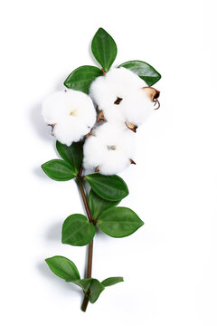 Cotone flowers on a branch with green leaves, white background. Copy space, place for your text. Top view.