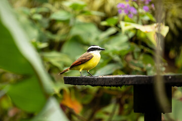 Great Kiskadee sitting on a feeder in a tropical garden, Costa Rica. Pecho Amarillo.